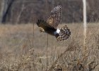 Harrier-0059.jpg