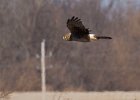 Harrier-0060.jpg