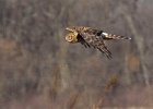 Harrier-0062.jpg