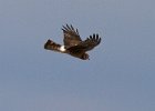 Harrier-0065.jpg
