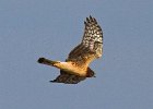 Harrier-0068.jpg