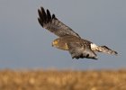Harrier-0079.jpg