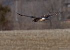 Harrier-0081.jpg