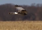 Harrier-0086.jpg