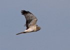 Harrier-0089.jpg