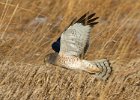 Harriers