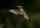 Hummingbirds