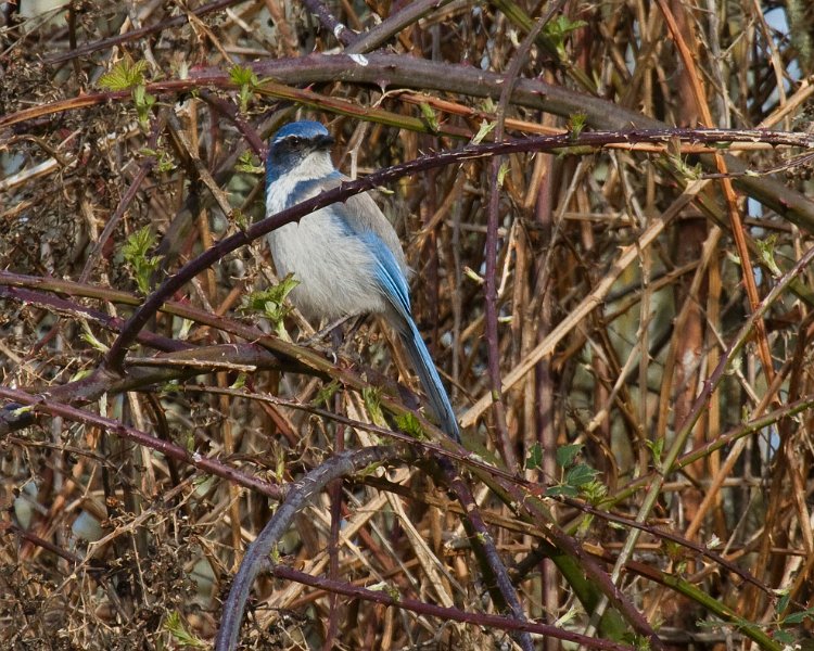 ScrubJay-0003