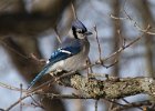 BlueJay-0023.jpg