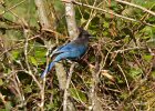 Jays