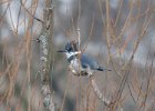 Kingfishers