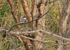 Kingfisher-0003.jpg