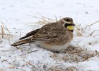 Larks