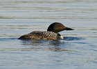 Loons