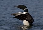 CommonLoon-0026.jpg
