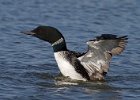 CommonLoon-0028.jpg