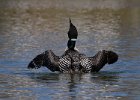 CommonLoon-0123.jpg