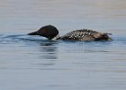 CommonLoon-0150.jpg