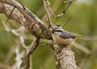 Nuthatches