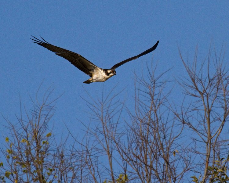 Osprey-0022