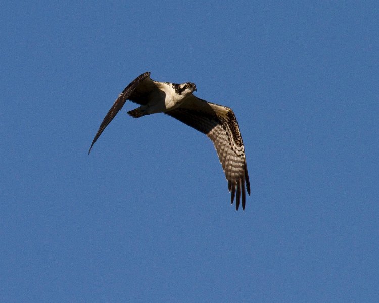 Osprey-0024