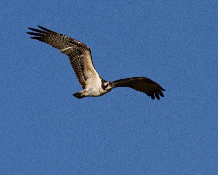 Osprey-0025