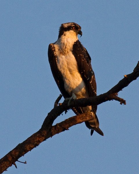 Osprey-0030