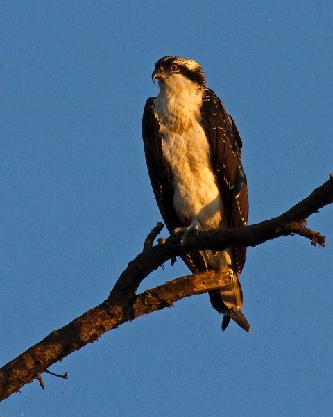 Osprey-0031