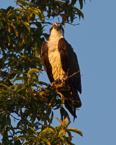 Osprey-0034