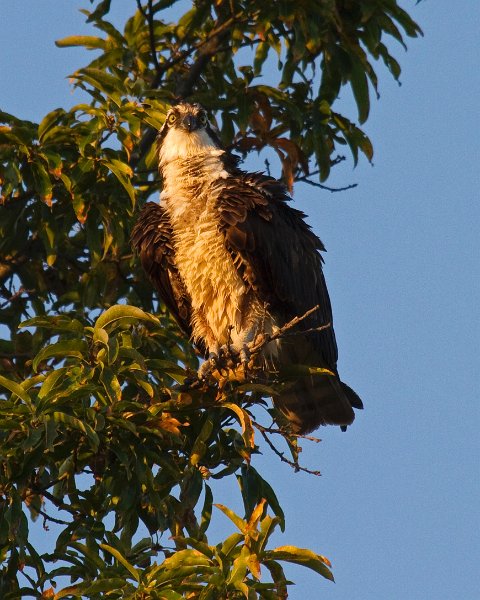 Osprey-0035