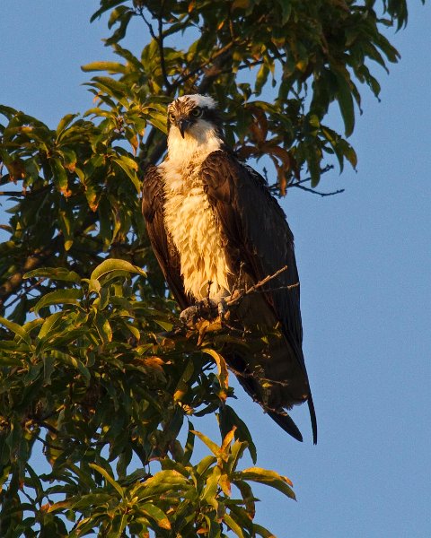 Osprey-0037