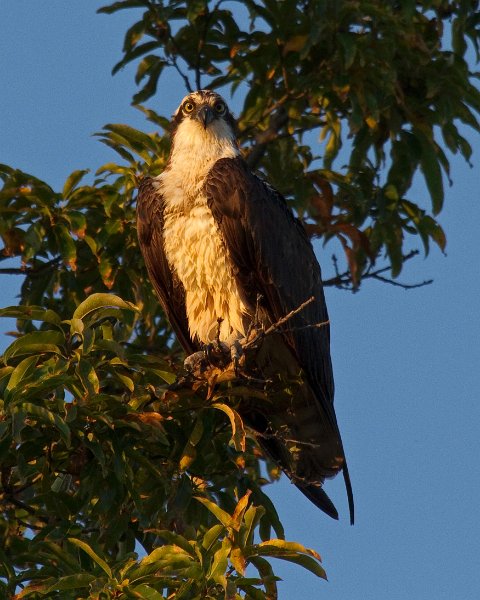 Osprey-0038