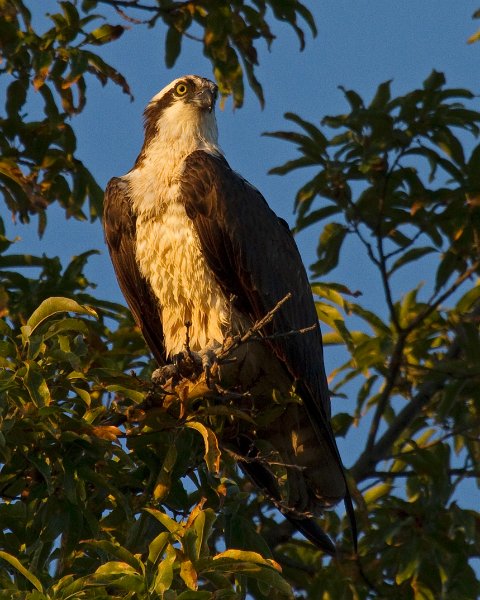 Osprey-0039