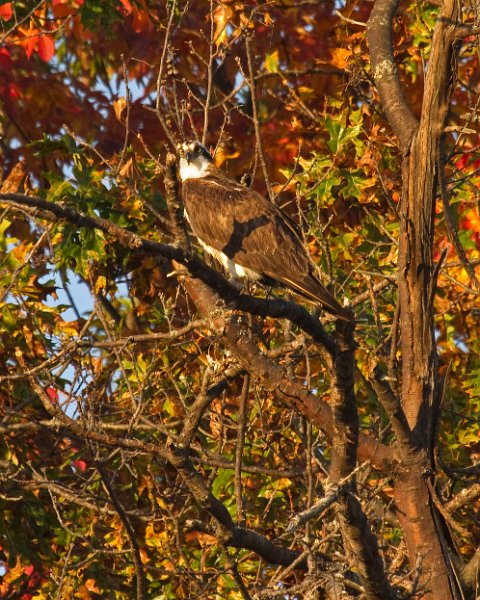 Osprey-0040