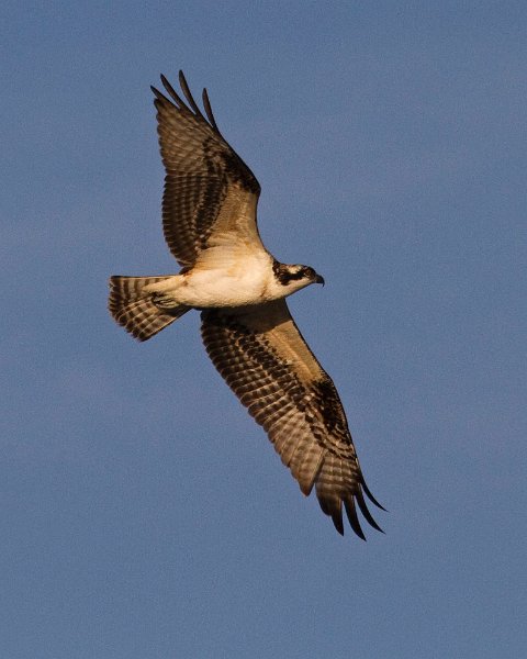 Osprey-0041