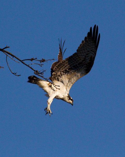 Osprey-0042