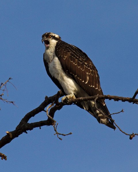 Osprey-0054