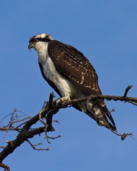 Osprey-0055