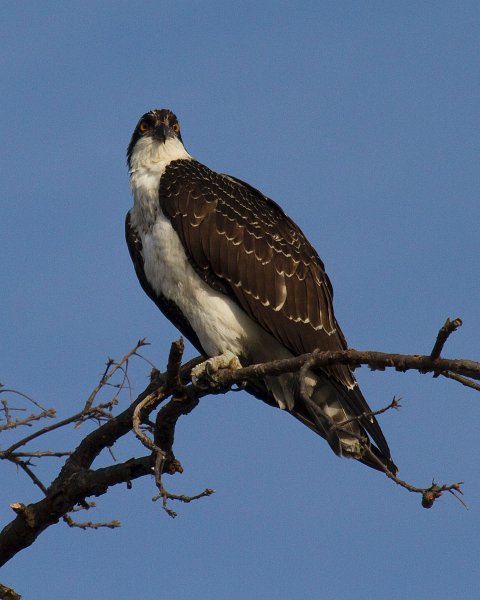 Osprey-0056