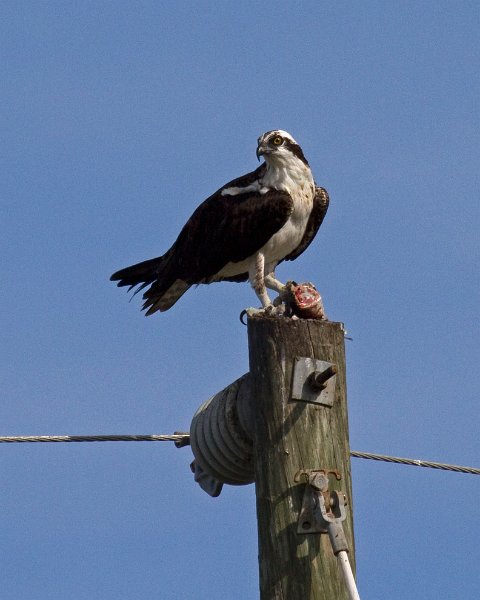 Osprey-0075