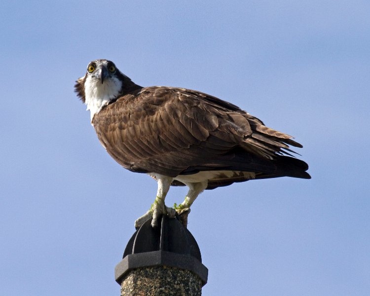 Osprey-0084