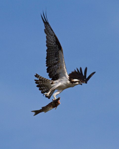 Osprey-0091