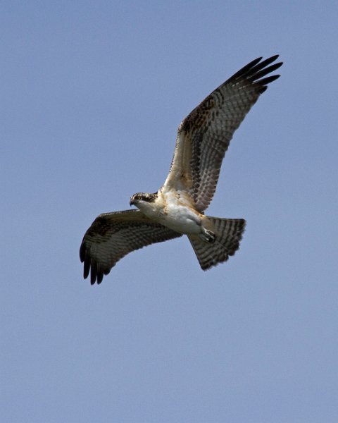 Osprey-0095