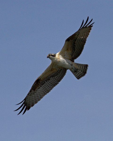 Osprey-0096