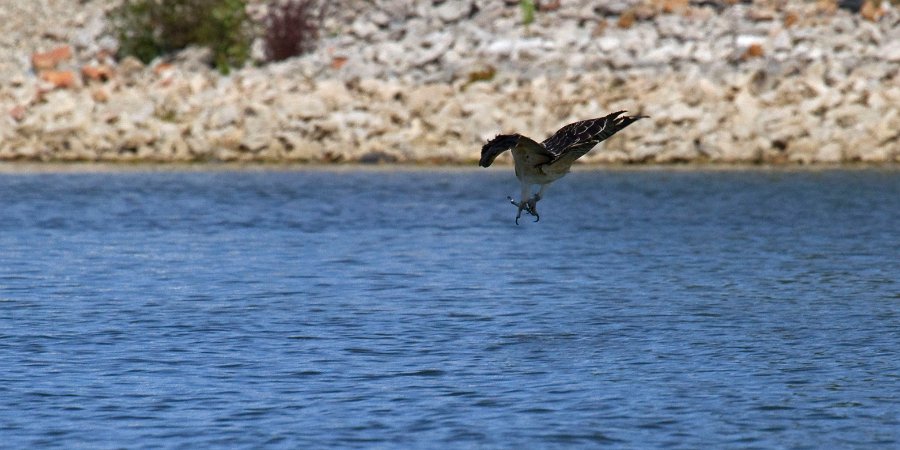 Osprey-0098