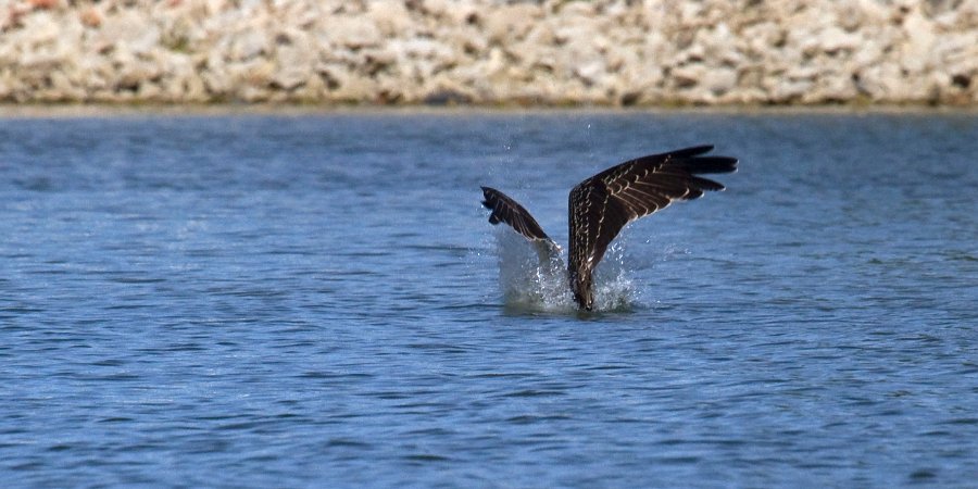 Osprey-0099
