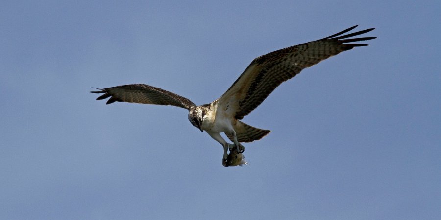 Osprey-0100