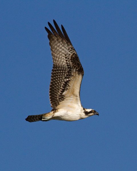 Osprey-0102
