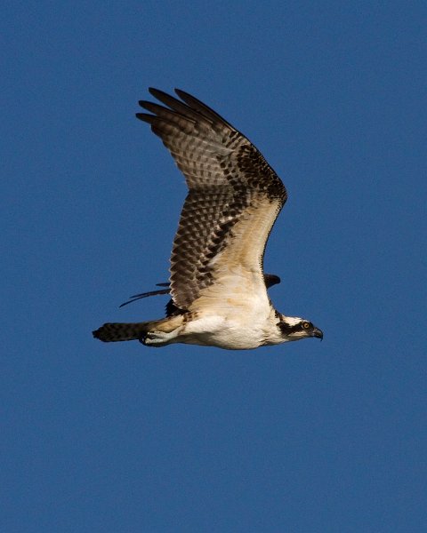 Osprey-0103