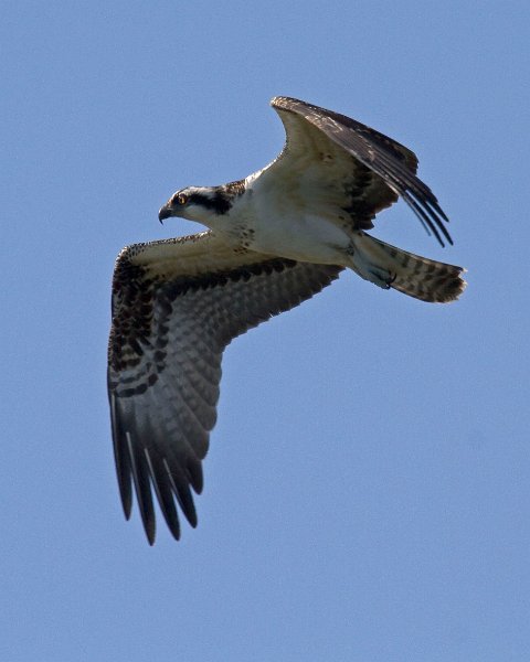 Osprey-0107
